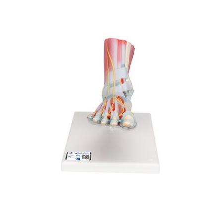 3B SCIENTIFIC Foot Skeleton Model - w/ 3B Smart Anatomy 1019421